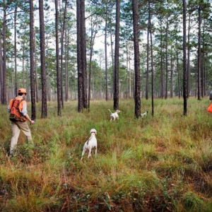 Live-Webinar & Gruppen-Q&A